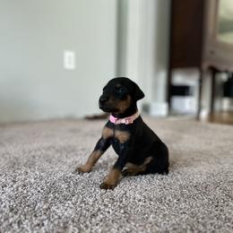 Doberman Pinscher Puppies from Ranchers Companion Doberman Kennel
