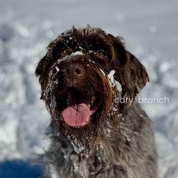 Wirehaired Pointing Griffon All Grown Up from Dry Branch