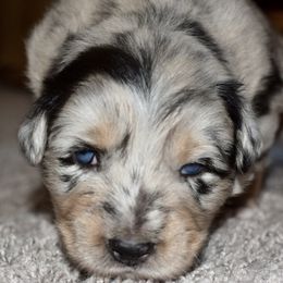 Australian Shepherd Puppies from SoMa's Legacy Aussies