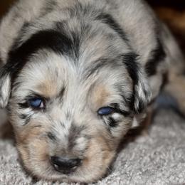 Australian Shepherd Puppies from SoMa's Legacy Aussies