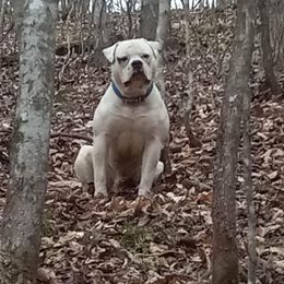 Hondo - American Bulldog