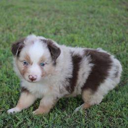 Jasper - Red merle male Miniature Australian Shepherd puppy in Howe, Oklahoma from Lockhart’s Double M Mini Aussies