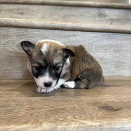 Cosmo (Fluffy) - Sable male Pembroke Welsh Corgi puppy in Phelan, California from Desert Sunset Pembroke Welsh Corgis