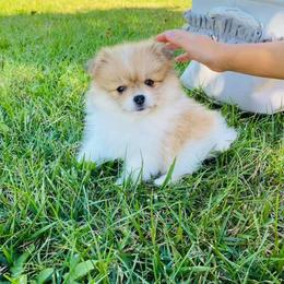 Pomeranian Puppies from Hope Mountain Pomeranians