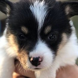 Aussiedoodles and Pembroke Welsh Corgis from Pulham Puppies