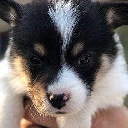 Aussiedoodles and Pembroke Welsh Corgis from Pulham Puppies