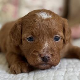 Lucy - Red female Cavapoo puppy in Beckley, West Virginia from By Design Doodles