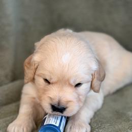 Boy 2 - Navy-Black - Light golden male Golden Retriever puppy in Mc Minnville, Tennessee from Wishaw Whisky Golden Retrievers