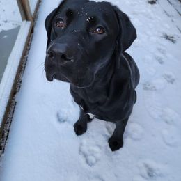 Labrador Retriever All Grown Up from Redfearn Retrievers