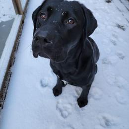 Labrador Retriever All Grown Up from Redfearn Retrievers
