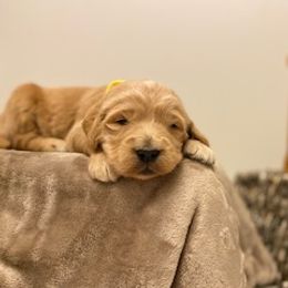 Goldendoodle Puppies from Knox Family Goldens & Doodles