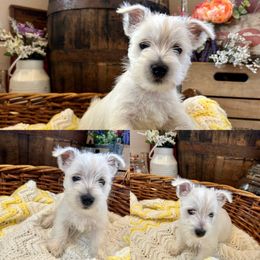 West Highland White Terrier Puppies from Butterfield's Westies