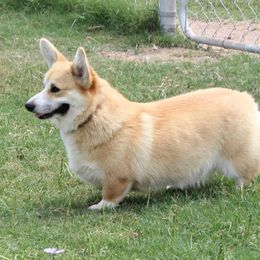Twinkie - Pembroke Welsh Corgi
