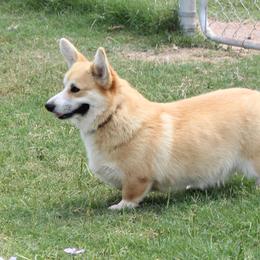 Twinkie - Pembroke Welsh Corgi