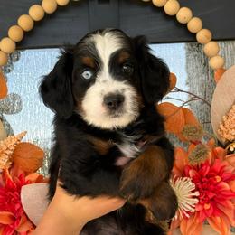 Dunn - male Australian Mountain Doodle puppy in Spanish Fork, Utah from K Brand Doodles