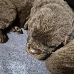 Boy 3 - male Newfoundland puppy in Greenville, Pa 16125 9633, Pennsylvania from Lucky Stone Newfoundlands