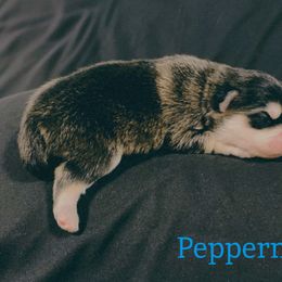 Peppermint - Black and white male Pomsky puppy in Winston, Oregon from Arctic Tails Spitz