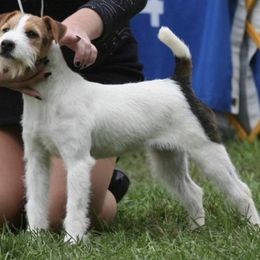 Soren - Parson Russell Terrier