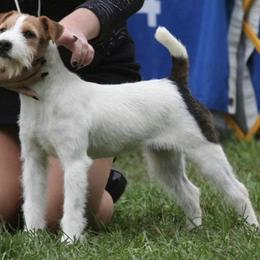 Soren - Parson Russell Terrier