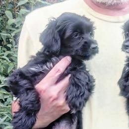 DaoDog Odette Happyend - Black and white female Chinese Crested puppy in Highland Park, Michigan from Family Kennel Dao Dog