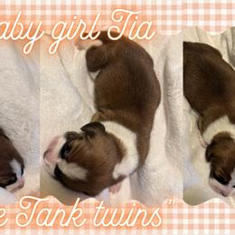 Basset Hounds from Tiny Acre Cattle Co