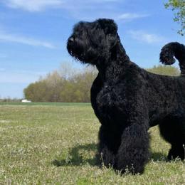 Juma - Black Russian Terrier