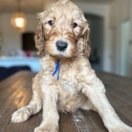 Blue - Apricot male Goldendoodle puppy in Buda, Texas from The Doods Spot *located in Buda, tx.*