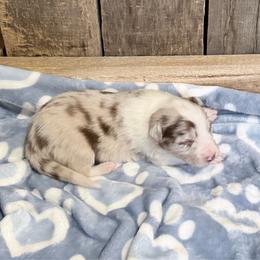 Bambi - Blue merle male Border Collie puppy in Guffey, Colorado from Sunset Ridge