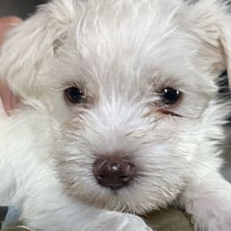 Great Danes and Miniature Schnauzers from Dappled Danes