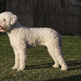 Lagotto Romagnolo All Grown Up from Flying Curls Lagotto Romagnolo