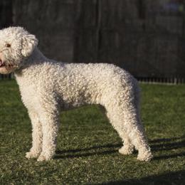 Lagotto Romagnolo All Grown Up from Flying Curls Lagotto Romagnolo