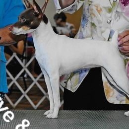 Toy Fox Terriers from SouthSierra Toy Fox Terriers
