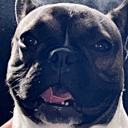 Drax - French Bulldog