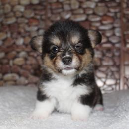 Hershey - Black and tan female Pembroke Welsh Corgi puppy in Washington from Castle View Royal Rumps