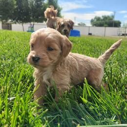 Ingot - Apricot female Goldendoodle puppy in Grand Junction, Colorado from QP Doodles