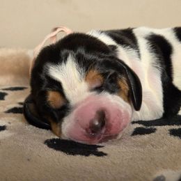 Roseanna - Black brown and white female Basset Hound puppy in Denison, Texas from Emma Lou's Baby Bassets