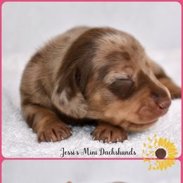 Pup 5 - Dapple female Dachshund puppy in Polk County, Florida from Jessi’s Mini Dachshunds