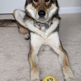 Callie - Tamaskan