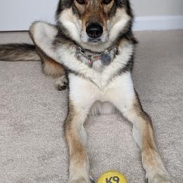 Callie - Tamaskan