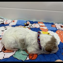 Poodle Puppies from Alisha Sneed's Bullmastiffs