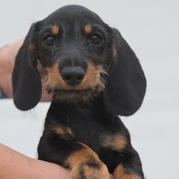 BT Wire boy - Black and tan male Dachshund puppy in Lancaster, California from Avignon