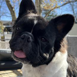 Mickey - French Bulldog