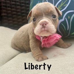 Girl 4 - female Bulldog puppy in Sodus, New York from Upstate NY French & English Bulldogs