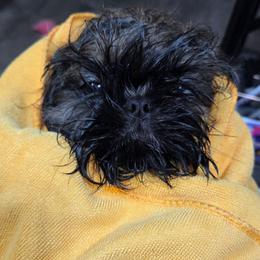 Lil Ginny - Sable female Shih Tzu puppy in Riverside, California from Raincross Shih Tzu