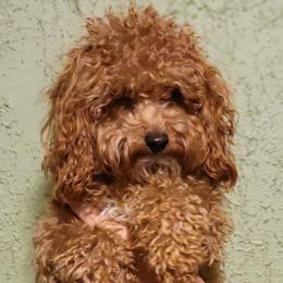 Fenway - Goldendoodle
