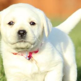 Labrador Retrievers from VP's Sonshine Labs