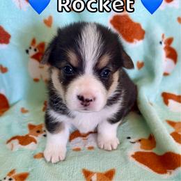 Rocket - Black and tan male Pembroke Welsh Corgi puppy in Corning, California from C.H. Pembroke Corgis