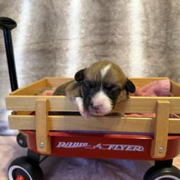 Queenie - White and red female Pembroke Welsh Corgi puppy in Ohio from Canal Corgis