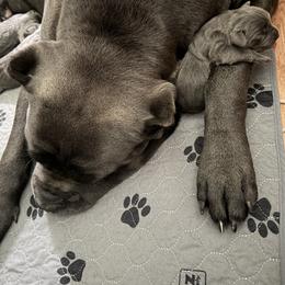 Lita - Gray female Cane Corso puppy in Briggs, Texas from Capital City Corso’s