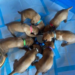 Vizsla Puppies from Kayla Peters' Vizslas